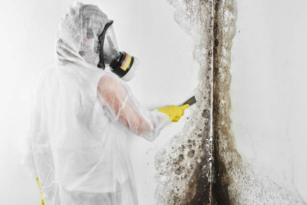 Best Attic Mold Remediation in Hollymead, VA