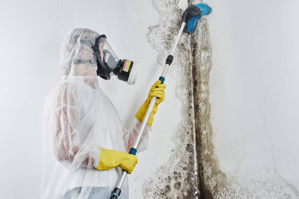 Best Basement Mold Remediation in Hollymead, VA