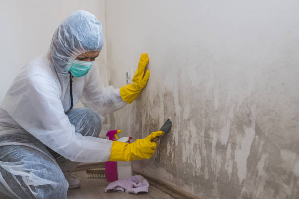 Best Emergency Mold Remediation in Hollymead, VA