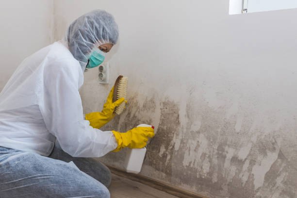 Best Residential Mold Remediation in Hollymead, VA