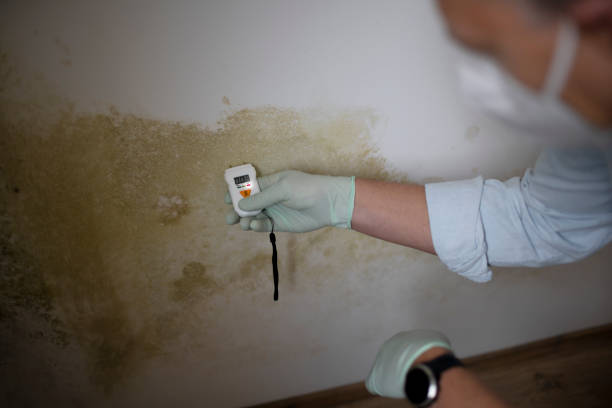 Best Commercial Mold Remediation in Hollymead, VA