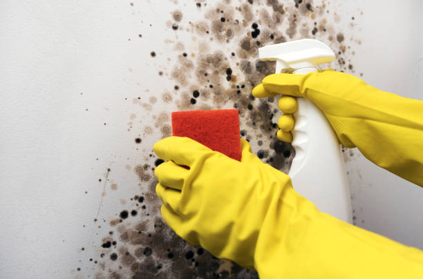 Best Residential Mold Remediation in Hollymead, VA