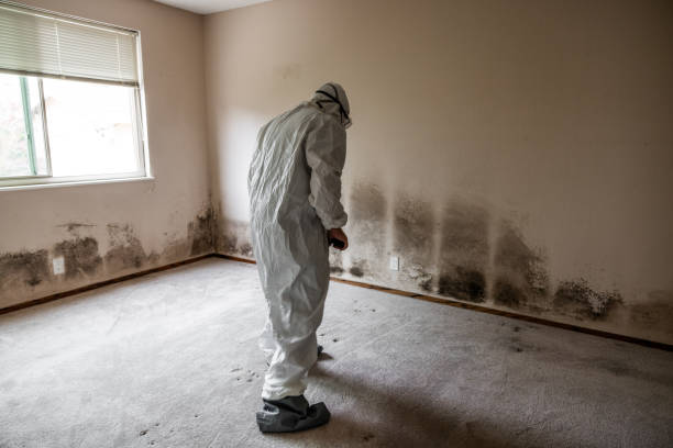Best Bathroom Mold Remediation in Hollymead, VA