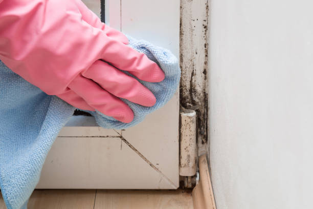 Trusted Hollymead, VA Mold Remediation Experts