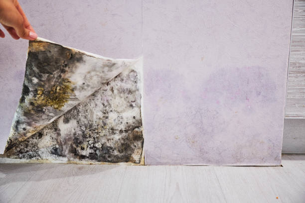 Best Attic Mold Remediation in Hollymead, VA